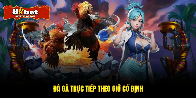 Đá gà trực tiếp theo giờ cố định