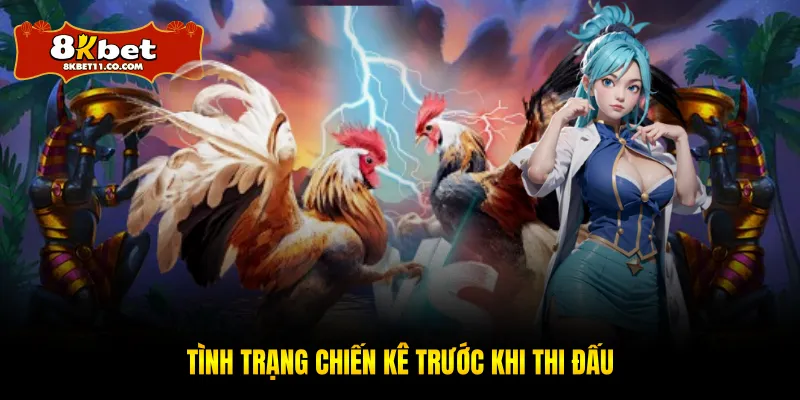 Tình trạng chiến kê trước khi thi đấu