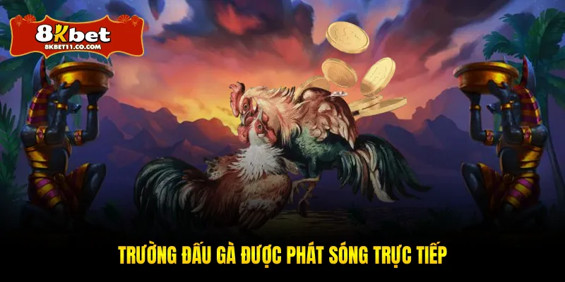 Trường đấu gà được phát sóng trực tiếp